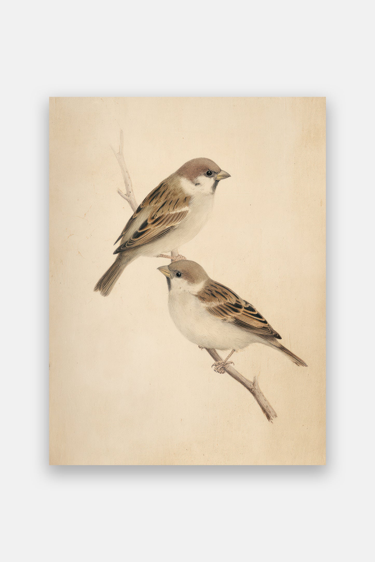 Birds Digital Print