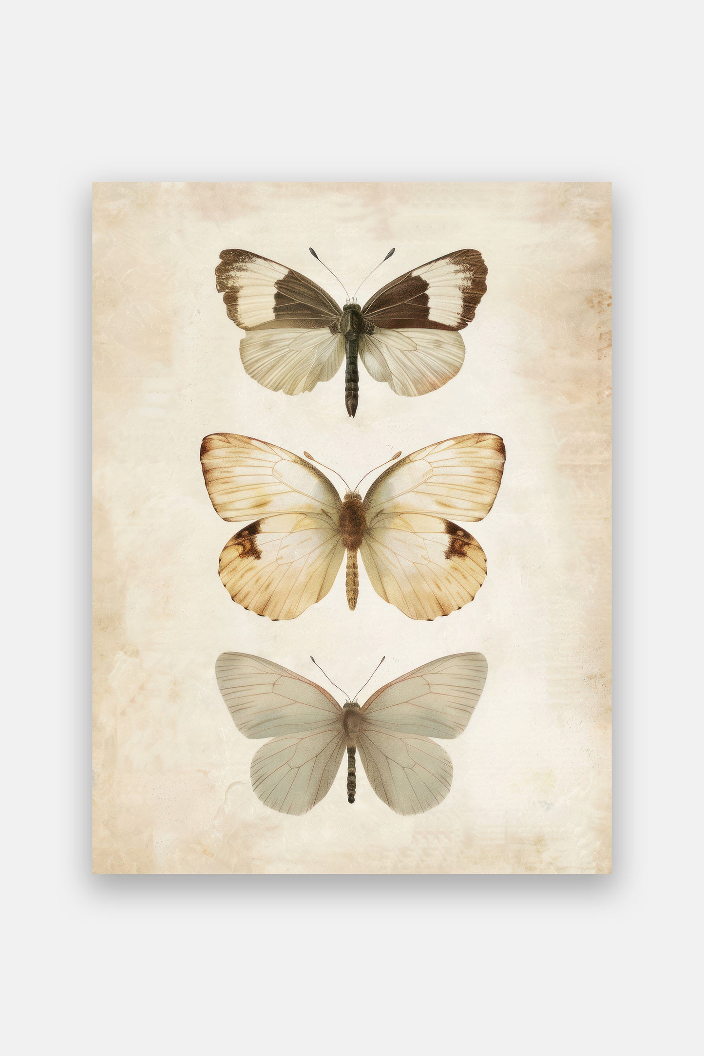 Butterflies Digital Print