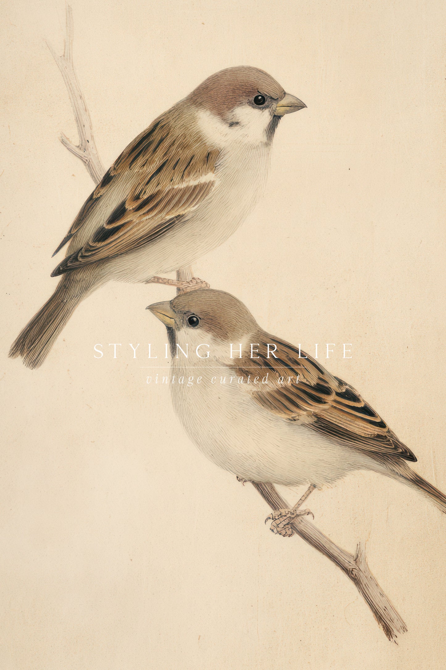 Birds Digital Print